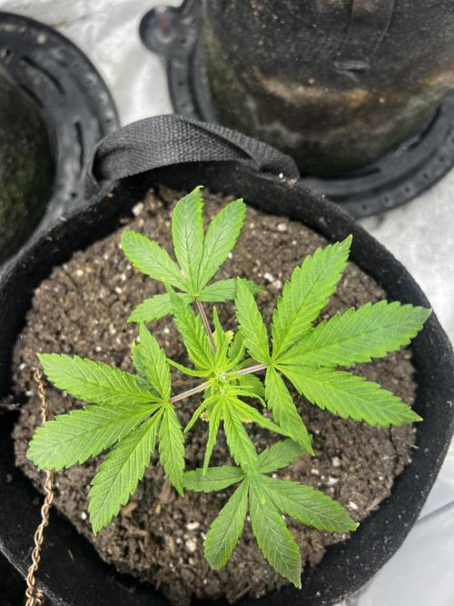 Green Bodhi Golden Pineapple 2nd Grow. Week 5