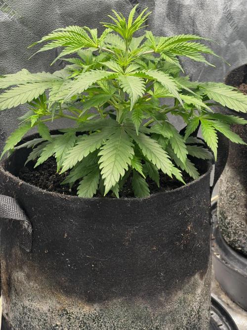 Green Bodhi Golden Pineapple 2nd Grow. Week 6