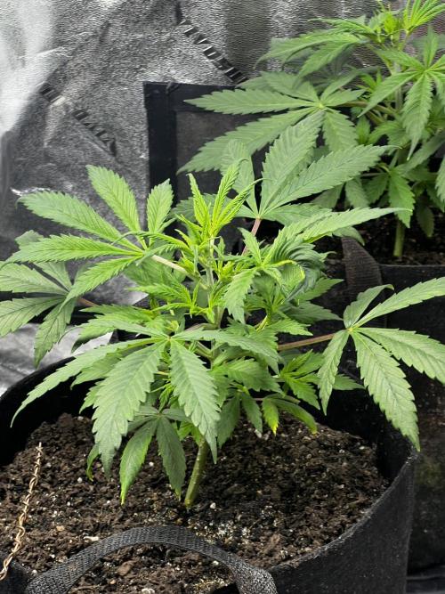 Green Bodhi Golden Pineapple 2nd Grow. Week 6