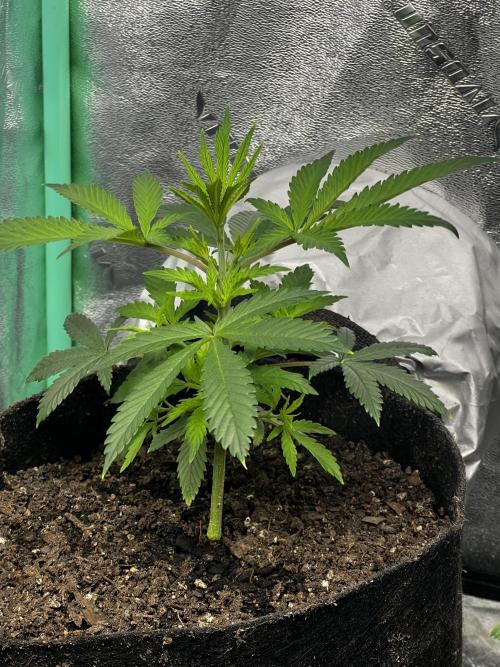 Green Bodhi Golden Pineapple 2nd Grow. Week 6