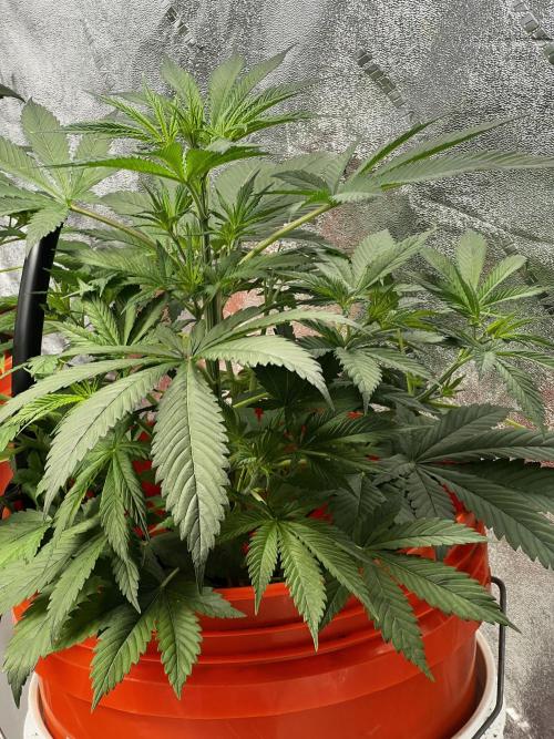 Green Bodhi Golden Pineapple 2nd Grow. Week 6