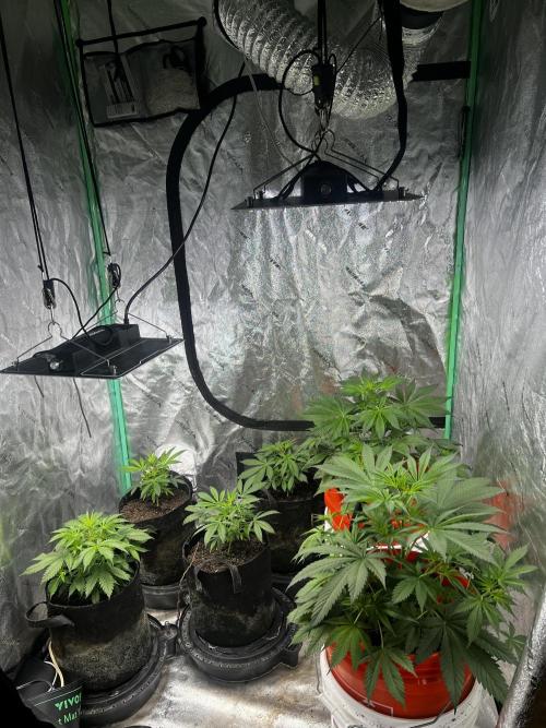 Green Bodhi Golden Pineapple 2nd Grow. Week 6