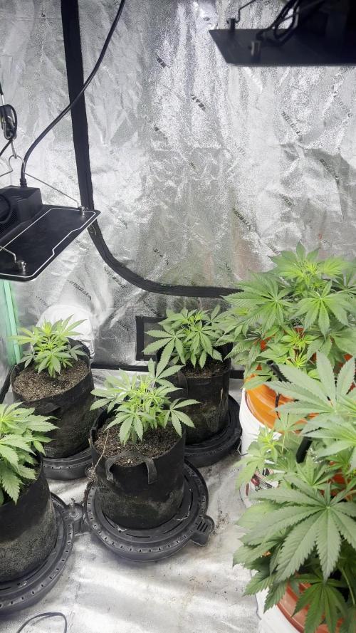 Green Bodhi Golden Pineapple 2nd Grow