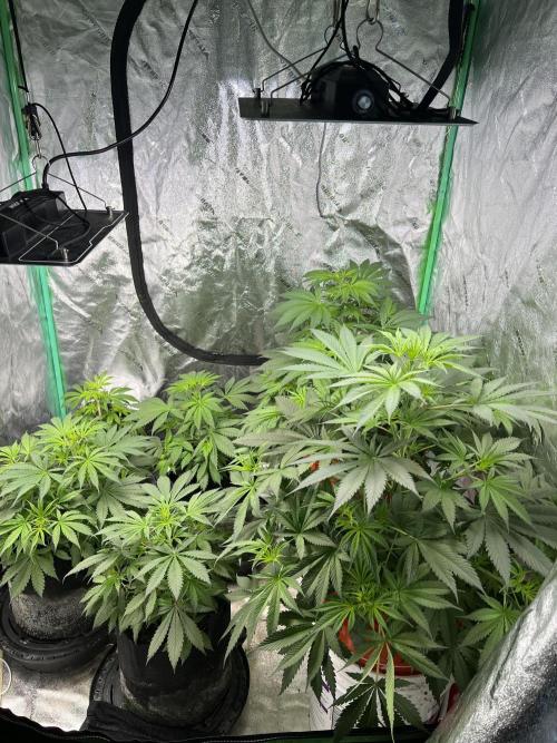 Green Bodhi Golden Pineapple 2nd Grow. Week 7