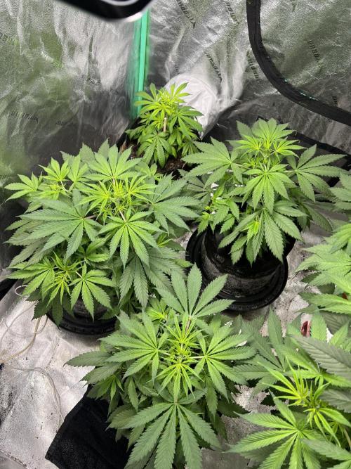 Green Bodhi Golden Pineapple 2nd Grow. Week 7