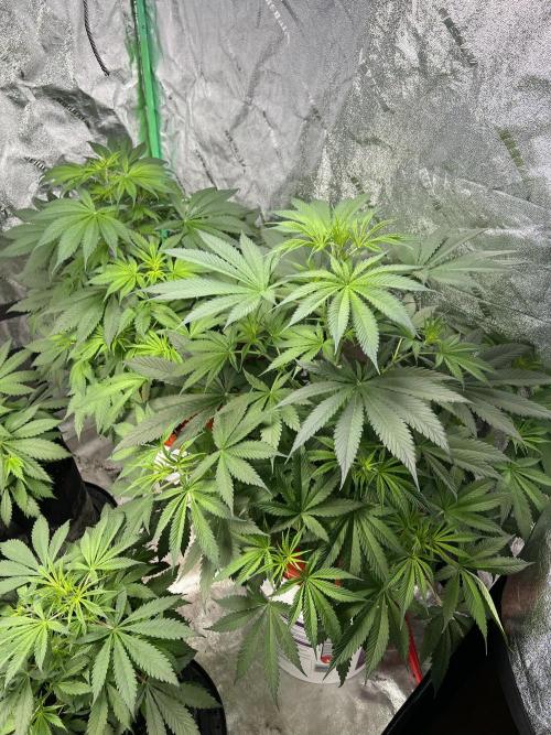 Green Bodhi Golden Pineapple 2nd Grow. Week 7