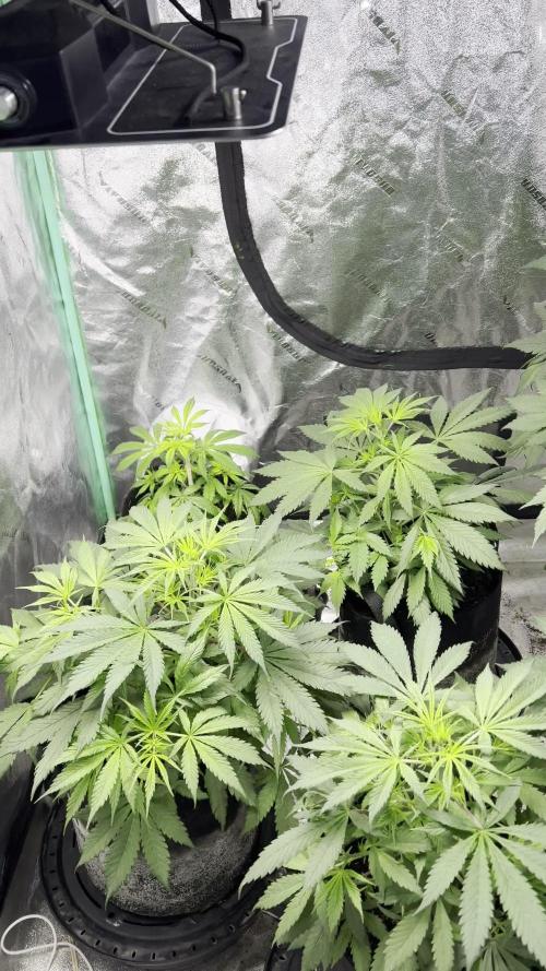 Green Bodhi Golden Pineapple 2nd Grow