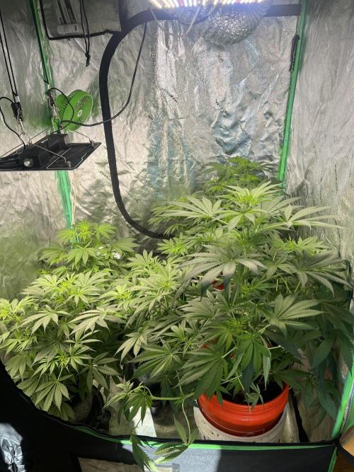 Green Bodhi Golden Pineapple 2nd Grow. Week 8