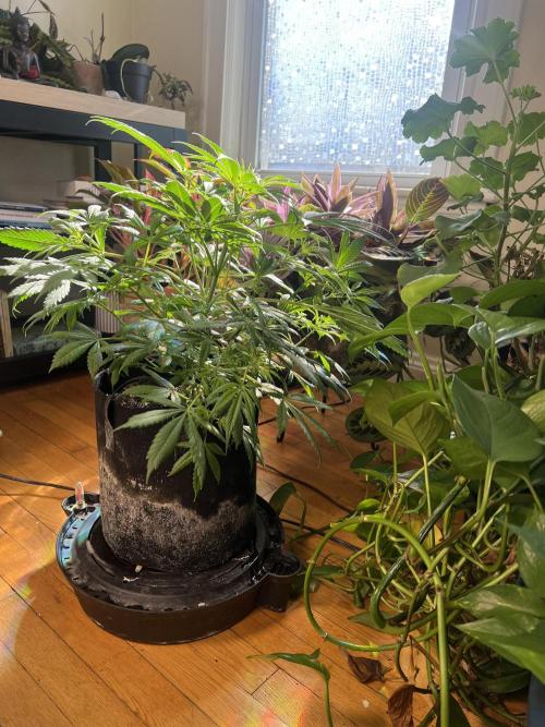 Green Bodhi Golden Pineapple 2nd Grow. Week 8