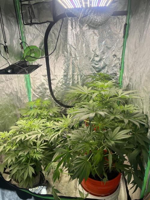 Green Bodhi Golden Pineapple 2nd Grow. Week 8