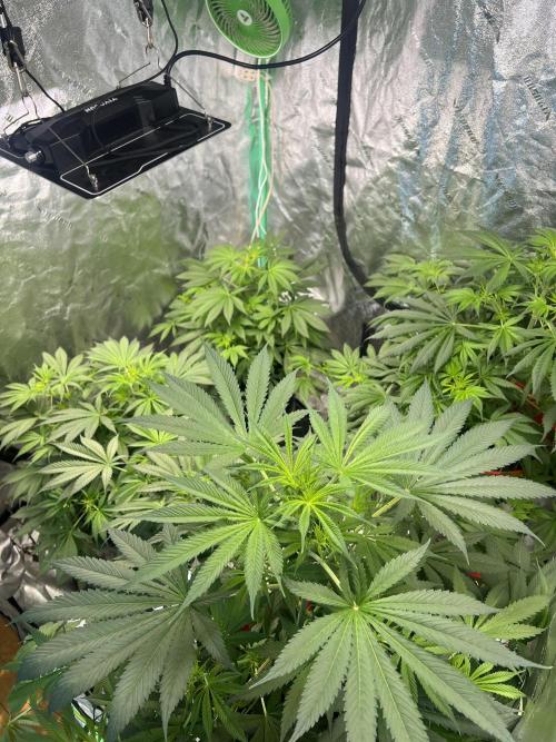Green Bodhi Golden Pineapple 2nd Grow. Week 8