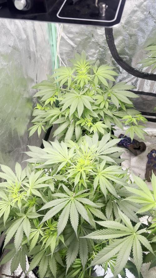 Green Bodhi Golden Pineapple 2nd Grow