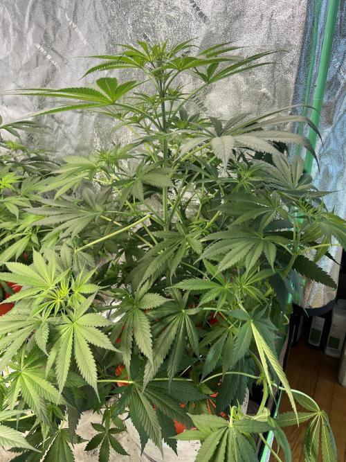 Green Bodhi Golden Pineapple 2nd Grow. Week 8