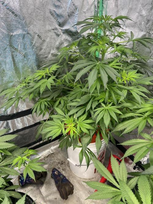 Green Bodhi Golden Pineapple 2nd Grow. Week 8
