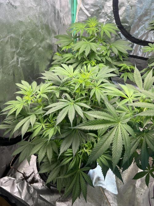 Green Bodhi Golden Pineapple 2nd Grow. Week 8