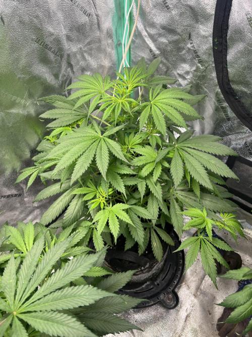 Green Bodhi Golden Pineapple 2nd Grow. Week 8