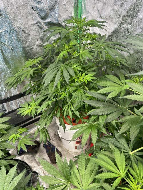 Green Bodhi Golden Pineapple 2nd Grow. Week 8