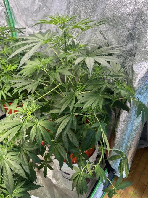 Green Bodhi Golden Pineapple 2nd Grow. Week 8