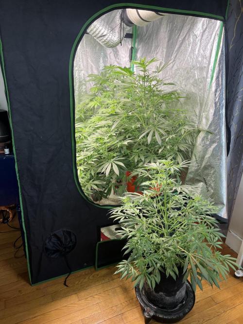 Green Bodhi Golden Pineapple 2nd Grow. Week 9