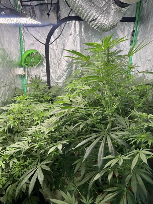 Green Bodhi Golden Pineapple 2nd Grow. Week 9