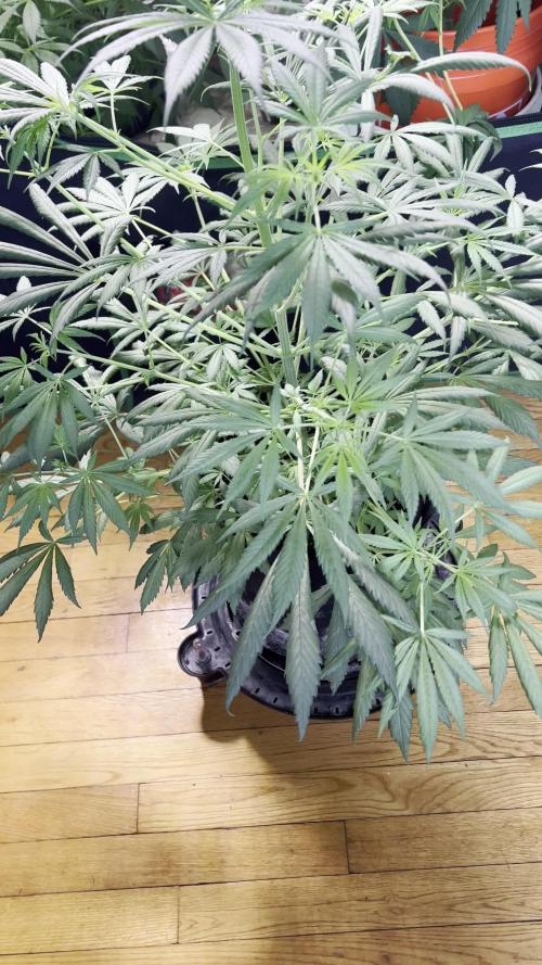 Green Bodhi Golden Pineapple 2nd Grow
