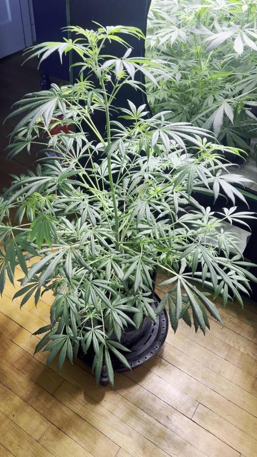 Green Bodhi Golden Pineapple 2nd Grow