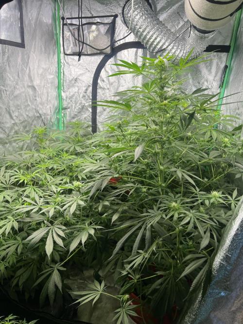 Green Bodhi Golden Pineapple 2nd Grow. Week 10