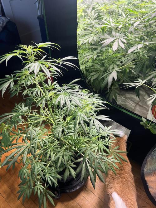 Green Bodhi Golden Pineapple 2nd Grow. Week 10