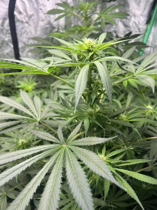 Green Bodhi Golden Pineapple 2nd Grow. Week 10