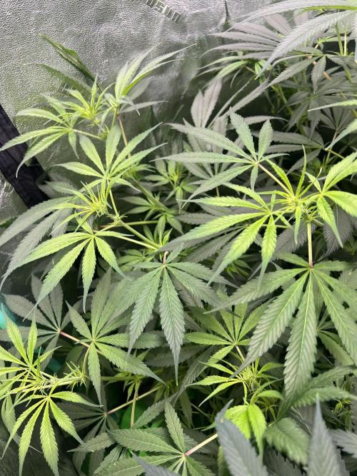 Green Bodhi Golden Pineapple 2nd Grow. Week 10