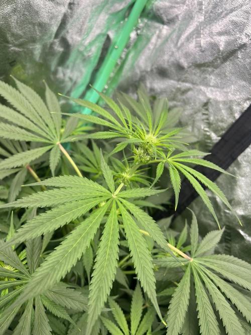 Green Bodhi Golden Pineapple 2nd Grow. Week 10