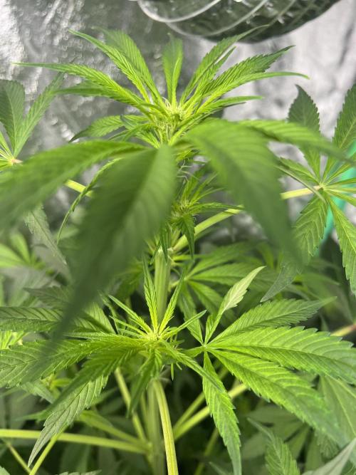 Green Bodhi Golden Pineapple 2nd Grow. Week 10