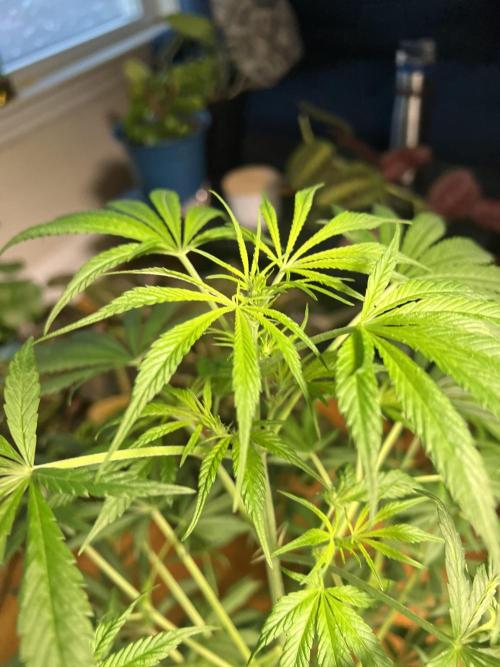 Green Bodhi Golden Pineapple 2nd Grow. Week 10