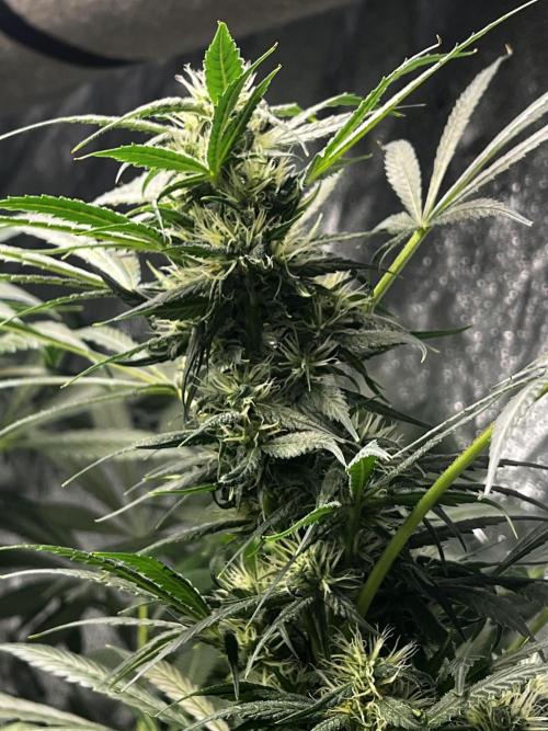 Green Bodhi Golden Pineapple 2nd Grow. Week 11