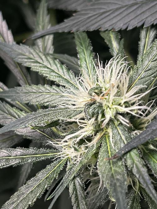 Green Bodhi Golden Pineapple 2nd Grow. Week 11