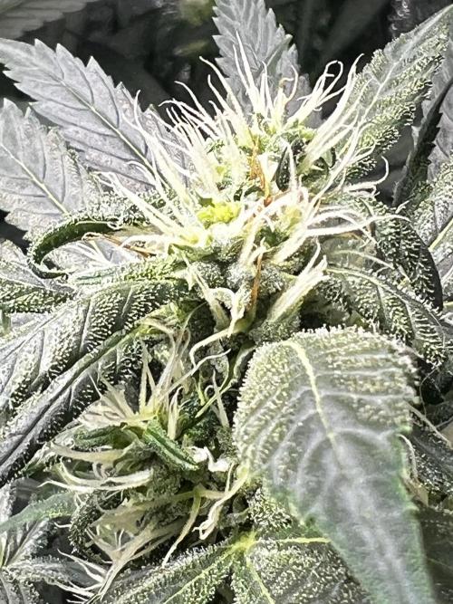 Green Bodhi Golden Pineapple 2nd Grow. Week 11