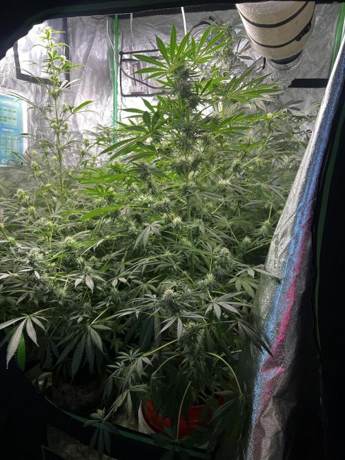 Green Bodhi Golden Pineapple 2nd Grow. Week 11