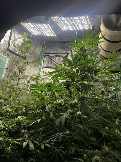 Green Bodhi Golden Pineapple 2nd Grow. Week 11
