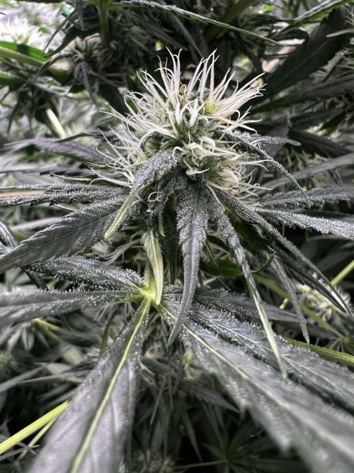 Green Bodhi Golden Pineapple 2nd Grow. Week 11