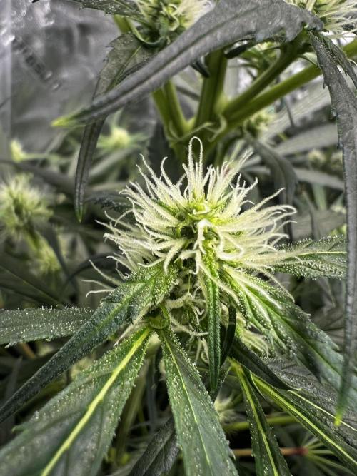 Green Bodhi Golden Pineapple 2nd Grow. Week 11