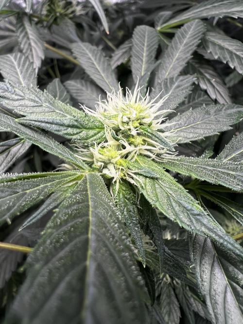 Green Bodhi Golden Pineapple 2nd Grow. Week 11