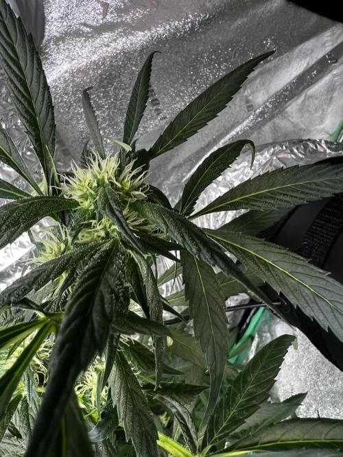 Green Bodhi Golden Pineapple 2nd Grow. Week 11