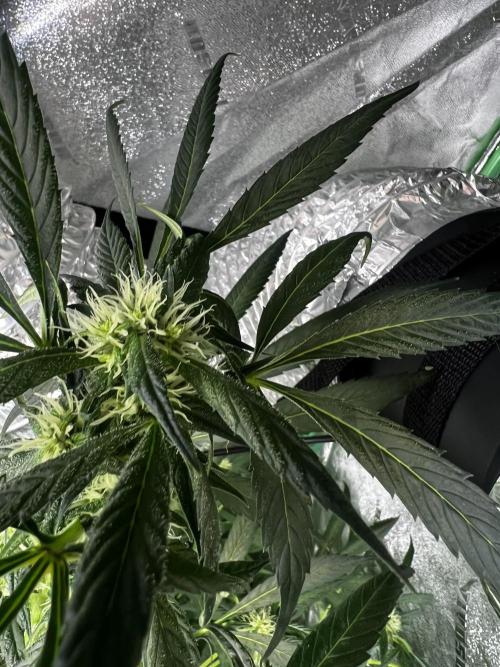 Green Bodhi Golden Pineapple 2nd Grow. Week 11