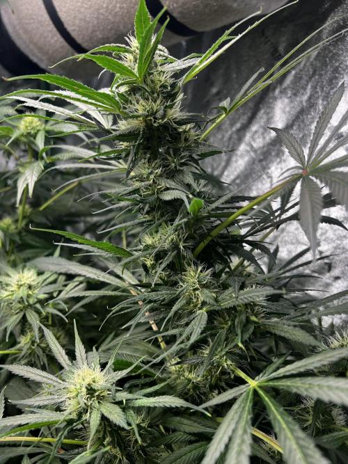 Green Bodhi Golden Pineapple 2nd Grow. Week 11