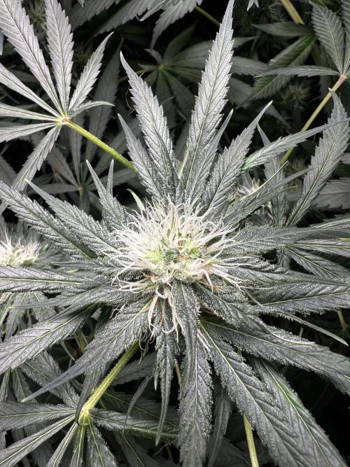 Green Bodhi Golden Pineapple 2nd Grow. Week 11