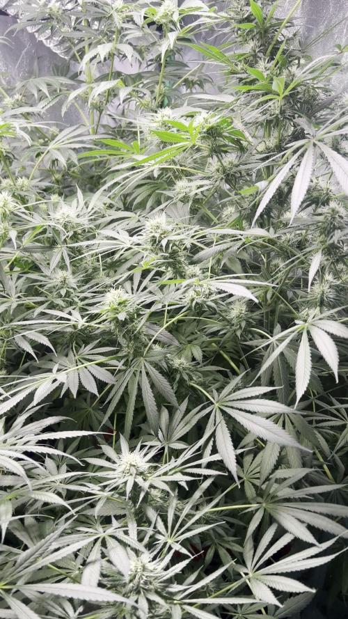 Green Bodhi Golden Pineapple 2nd Grow