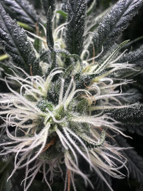 Green Bodhi Golden Pineapple 2nd Grow. Week 12