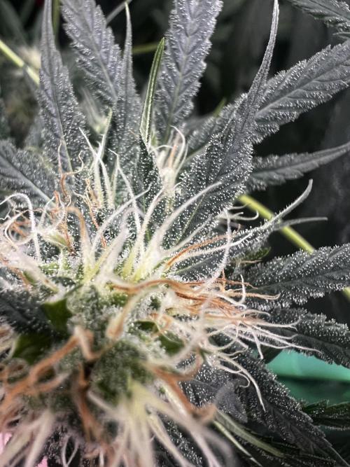 Green Bodhi Golden Pineapple 2nd Grow. Week 12