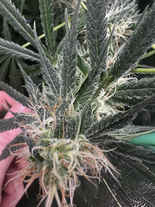 Green Bodhi Golden Pineapple 2nd Grow. Week 12