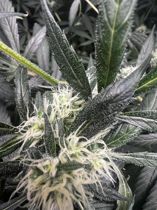 Green Bodhi Golden Pineapple 2nd Grow. Week 12